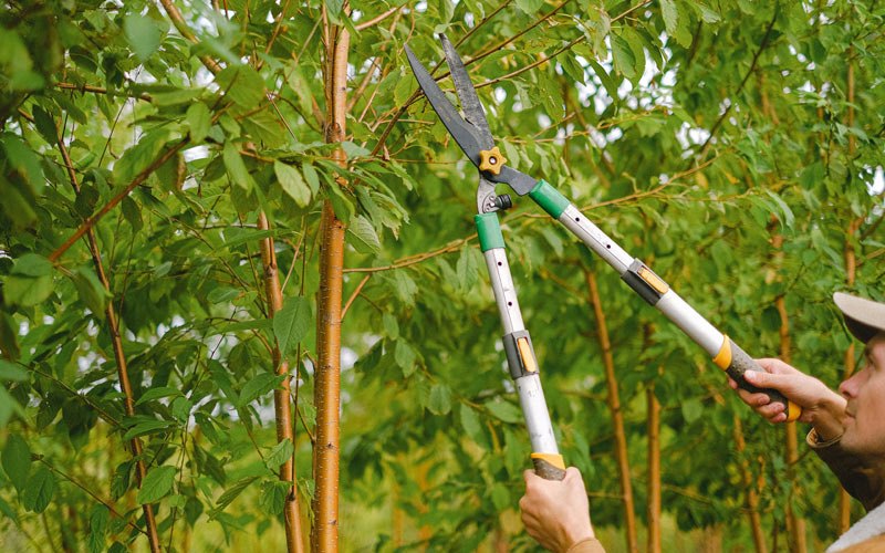 Tree trimming in Arispe, IA